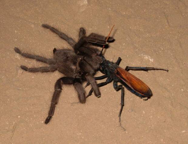 Охота осы Pepsis на тарантула Таракашка, Черная оса, дорожная оса, насекомое, паук, тарантул