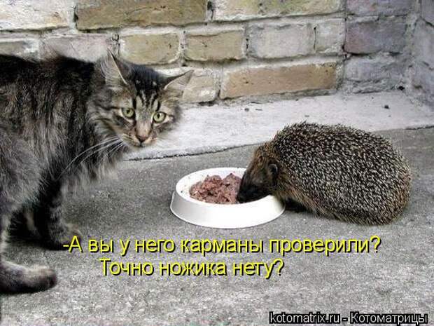 Котяры на приколе и их шаловливые друзья (35 фото)