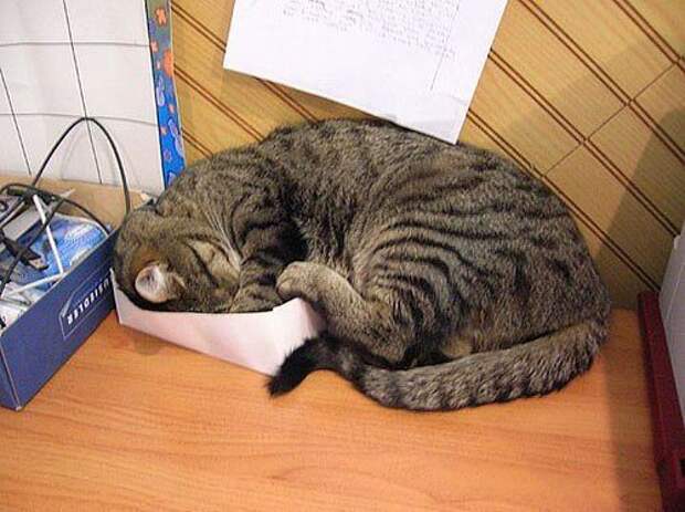 Как спят коты и кошки