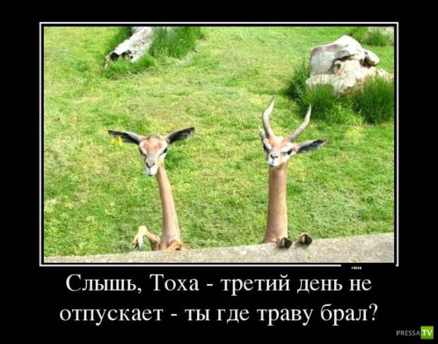 Прикольные демотиваторы о животных (30 фото) Прикольные демотиваторы о животных (30 фото)