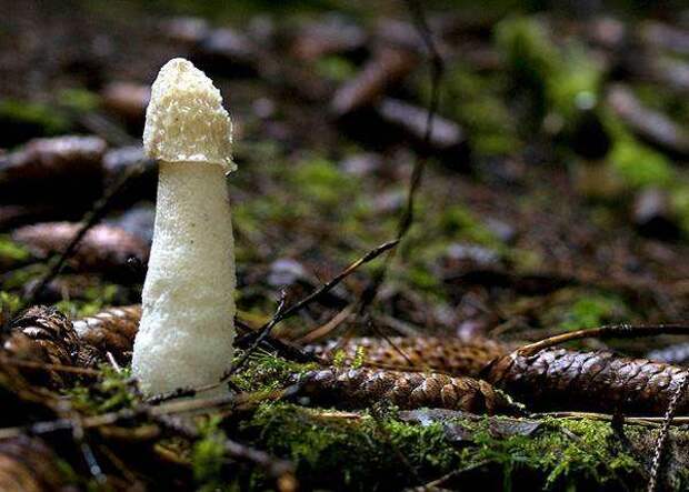 Весёлка обыкновенная, или Фаллюс нескромный (Phallus impudicus), фото грибы фотография