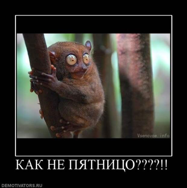 Картинки с ржачными подписями.