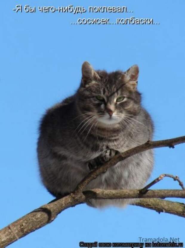 Осенняя подборка Котоматриц 2010 - Выпуск 22