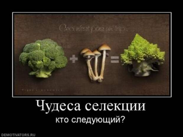Демки веселящие
