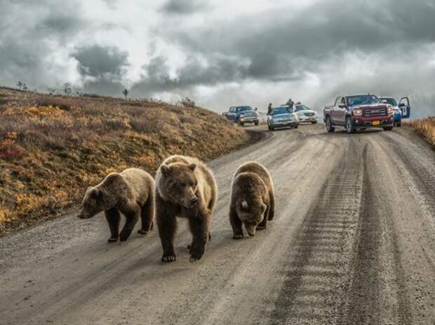 Лучшие фотографии января по версии National Geographic (15 фото) Лучшие фотографии января по версии National Geographic (15 фото)