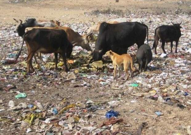 real_india_05