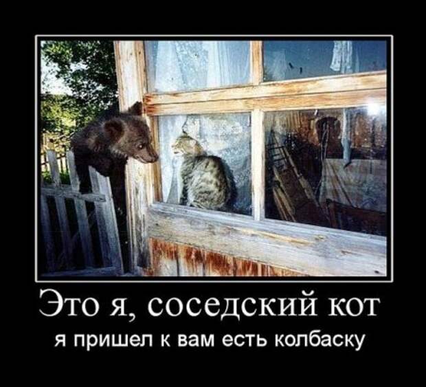 Смешные фразы в демотиваторах высший класс.