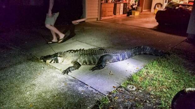Во Флориде крокодил ворвался в жилой дом и уничтожил запасы вина