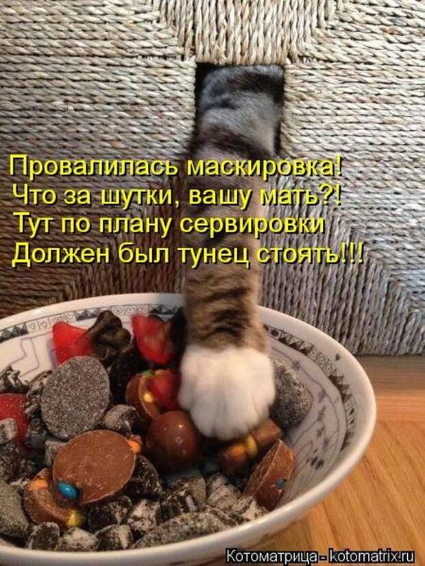 Котоматрицы(картинки с надписями)