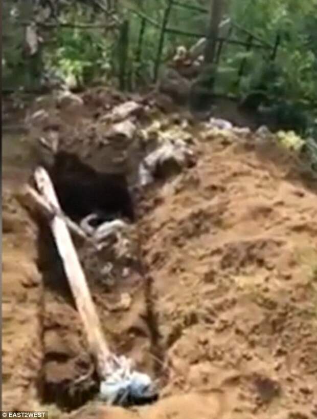 Видео: медведи раскопали кладбище на Камчатке ynews, и такое бывает, камчатка, кладбище, медведи, медведь, хищник