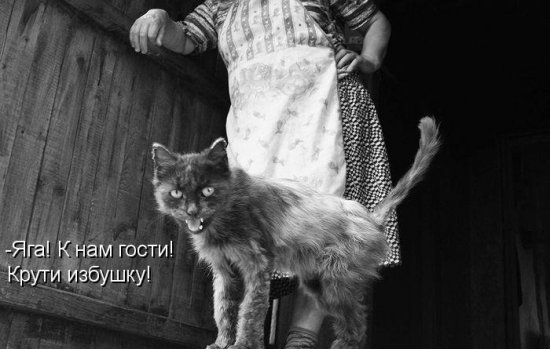 Котоматрица 14