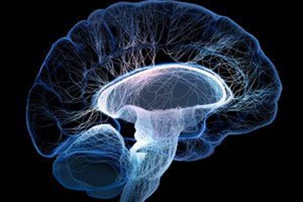 is-brain-death-reversible-4