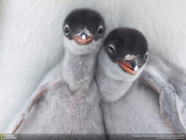 natgeocontest35 35 лучших фото животных на фотоконкурсе National Geographic Traveler