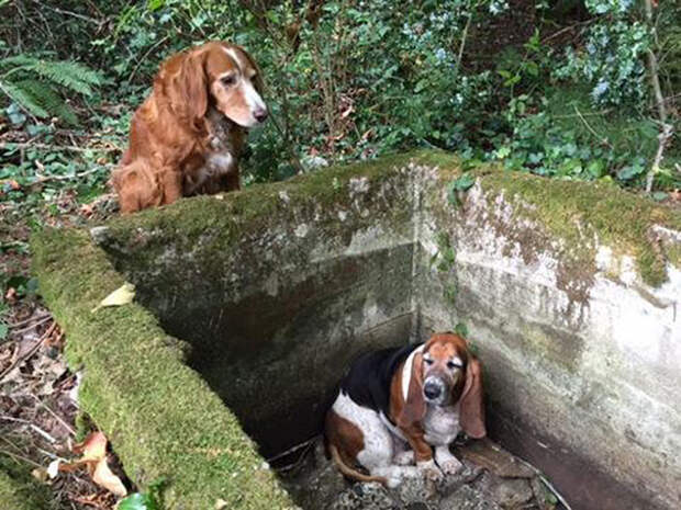 dog-guards-friend-trapped-help-arrives-2