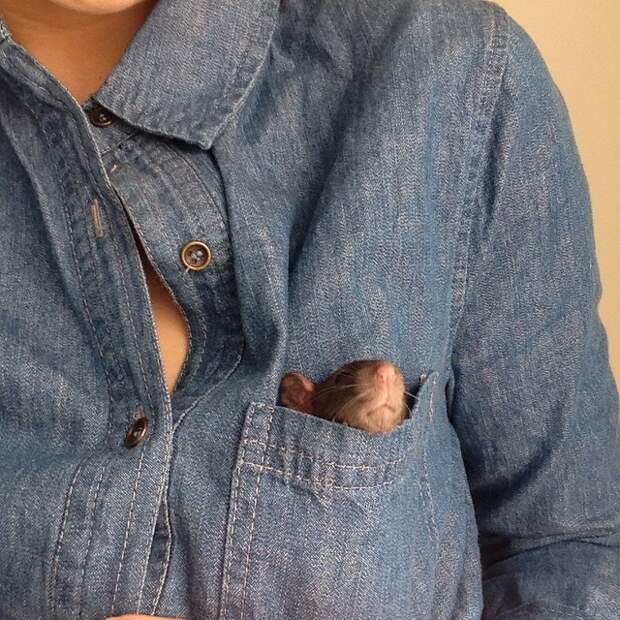 дружба собаки и крысы