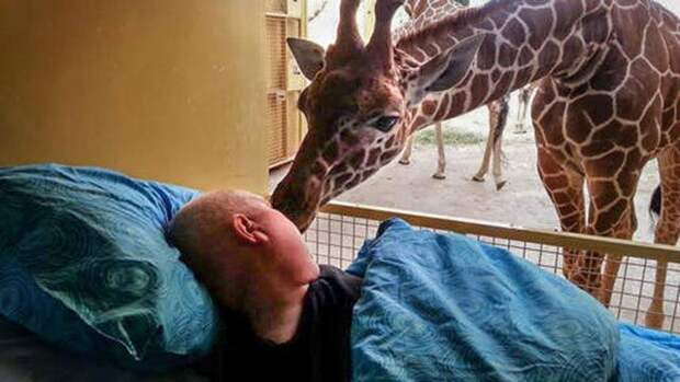 12. Последним желанием работника зоопарка больного раком, было попрощаться с животными люди, фото
