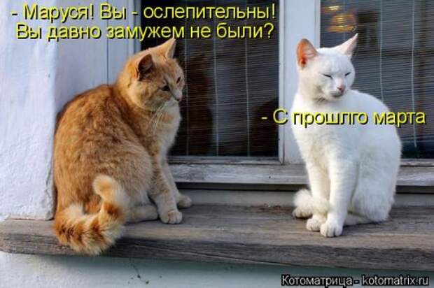 Свежая котоматрица на Бугаге (37 фото)