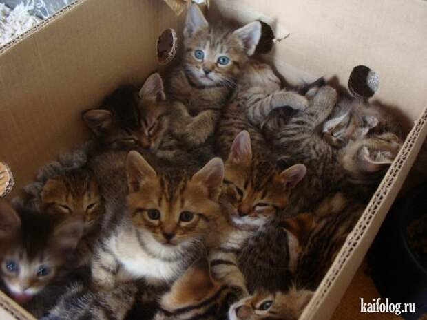 Смешные котики (55 фото)