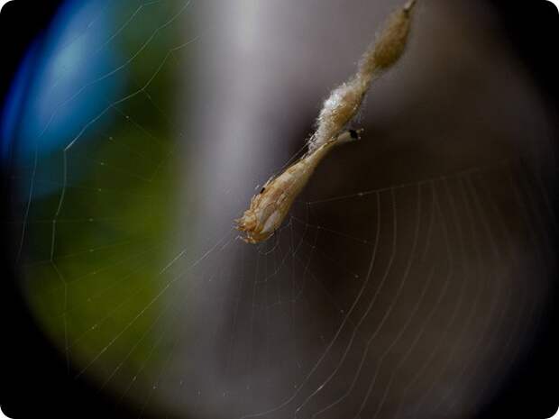 Скорпионохвостый паук (лат.Arachnura higginsi)