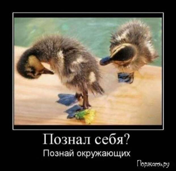 Демтиваторы
