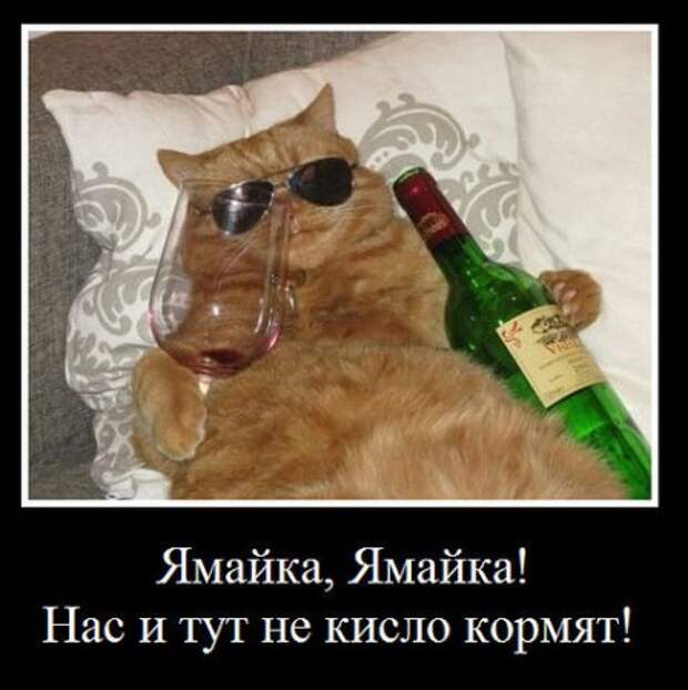 Мои демотиваторы, оцените творчество.