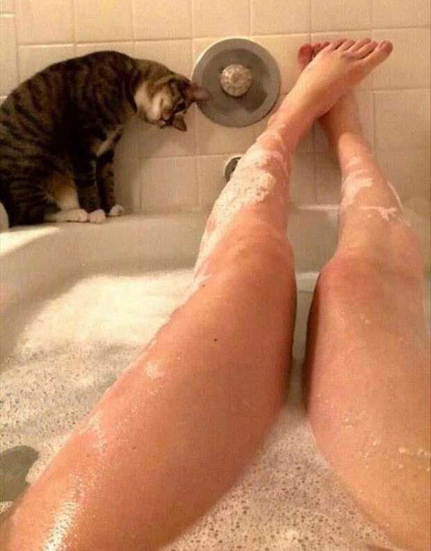 Коты, которые и не подозревают, что у вас есть личное пространство (15 фото) Коты, которые и не подозревают, что у вас есть личное пространство (15 фото)