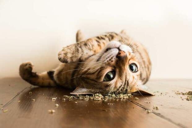 Как выглядят коты под воздействием кошачьей мяты: 15 забавных фотографий Эндрю Мартилла, животные, забавно, кот, мята, трава, фото, фотограф