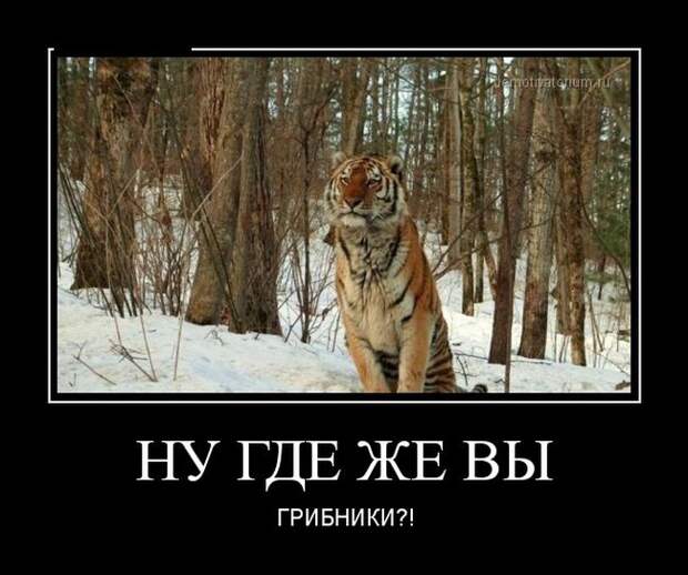 Демотиваторы демотиваторы, прикол, смех, юмор