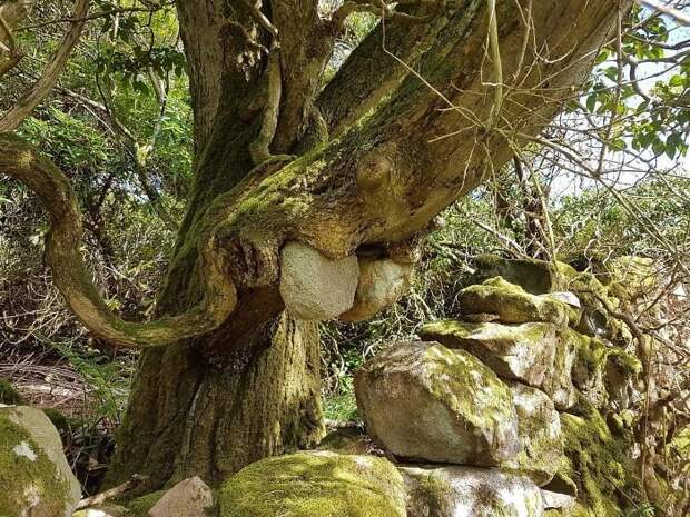 Дерево "держит" камни время беспощадно, время идет, до и после, интересное, подборка, природа, тогда и сейчас, фото