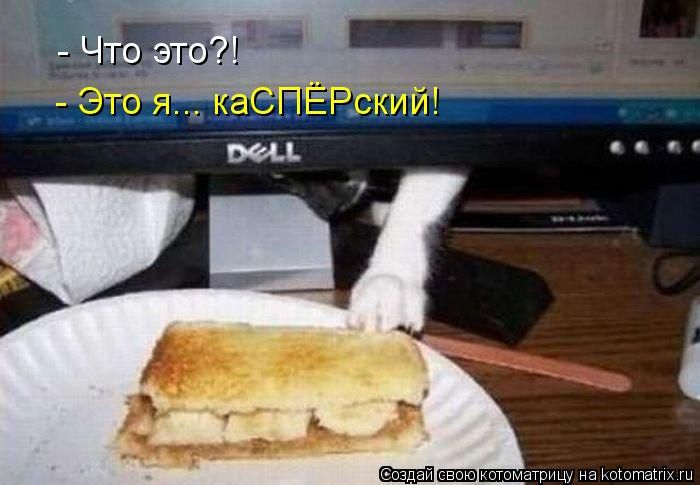 Лучшие котоматрицы недели (50 фото)