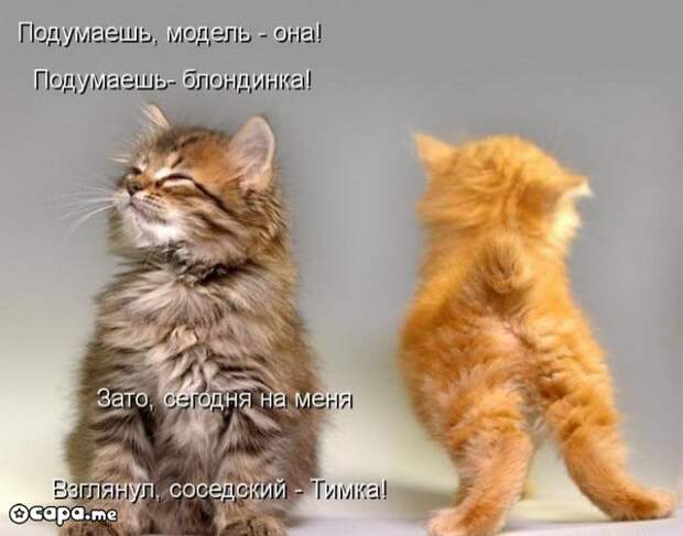 Позитивные котэ (29.05.15)