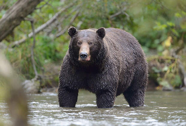 Медвежьи тропы