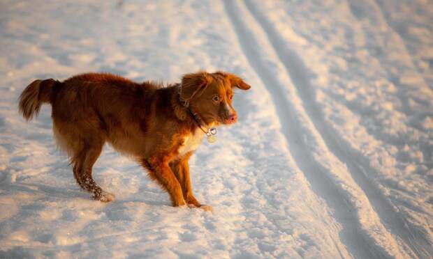 В Северодвинске владелец ветклиники убрал препараты после штрафа и проверки