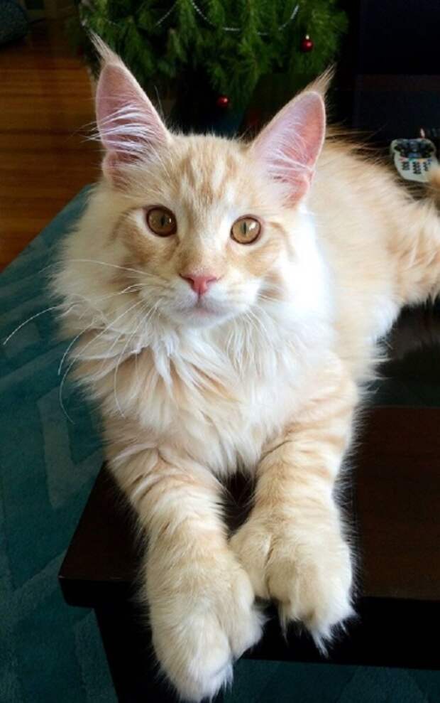 18 котов породы мейн-кун, по сравнению с которыми ваша кошка выглядит крошечной.