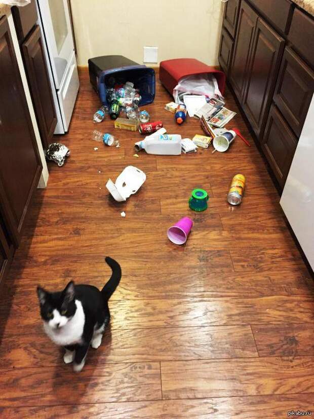 Котострофа коты, один дома