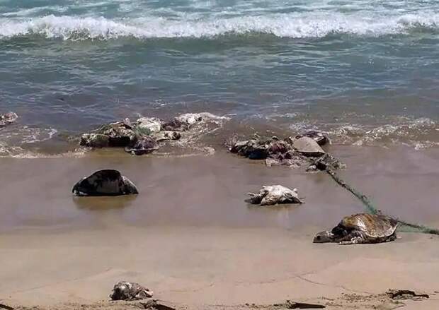 Совсем  недавно на побережье Мексики выбросило 300 мертвых черепах - жертв рыболовных сетей активисты, индия, морская черепаха, морские животные, окружающая среда, экологическая акция, экология, экология и мир