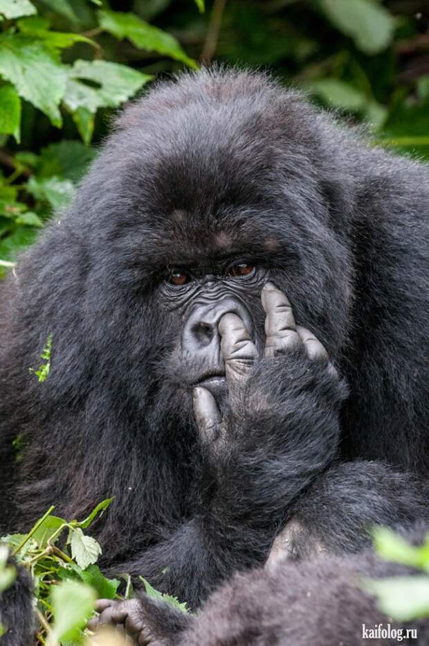 Comedy Wildlife Photography Awards 2015 (40 фото)