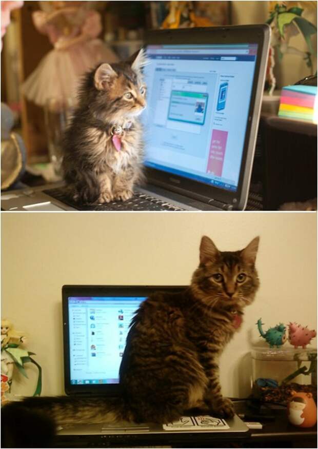 Любимое место кота.