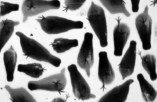 Тени отбрасывают котов: 20 сюрреалистических фотографий Алексея Меньшикова