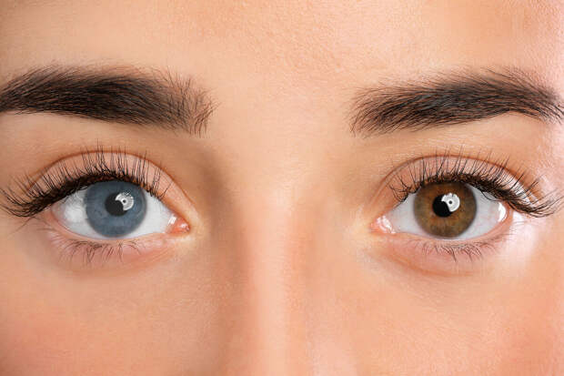 Conversation: глаза человека появились в результате эволюции 600 млн лет назад