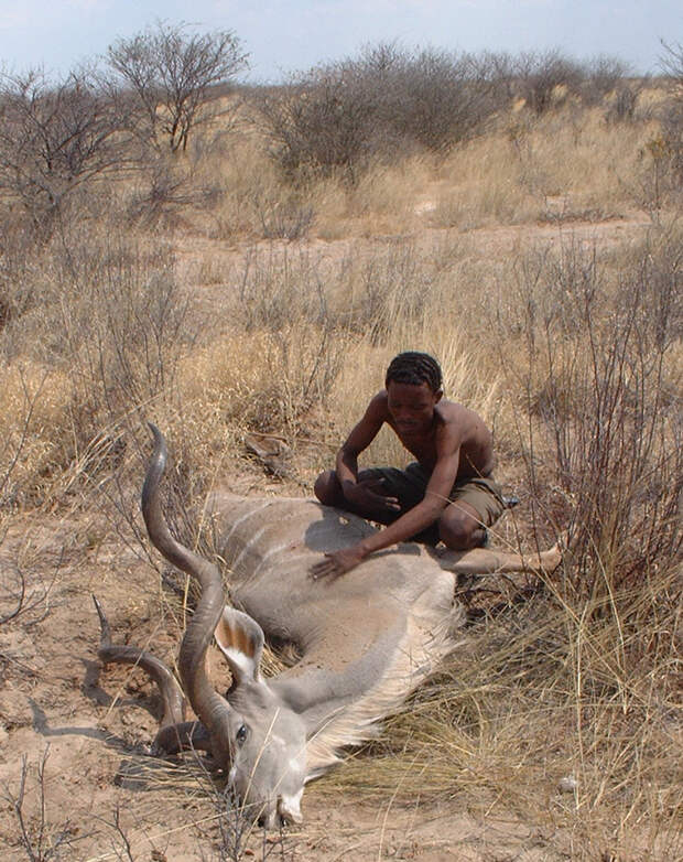 «Охота выносливостью» была широко распространена у охотников-собирателей на всех континентах