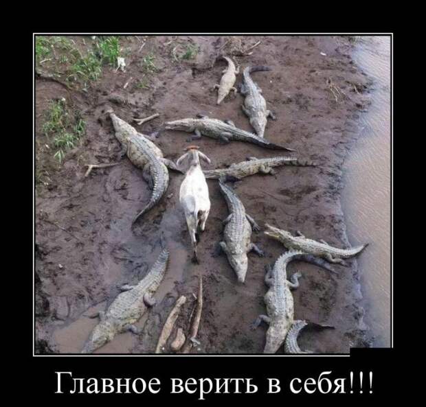Демотиваторы бревно, демотиваторы, юмор