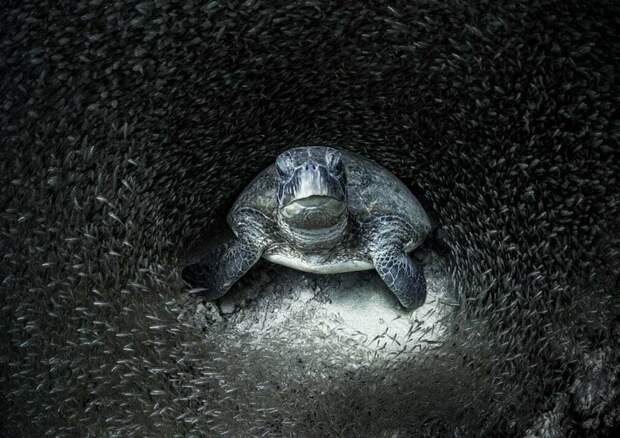 Фото: Nicolas Andrew Suryono Фото: Nicolas Andrew Suryono