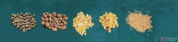 Необработанные зерна выглядят весьма непривлекательно. Но карпы, особенно крупные, любят эти семена, орешки и зерна. Слева направо: конопля, тигровые орешки, кукуруза, арахис и пшеница.