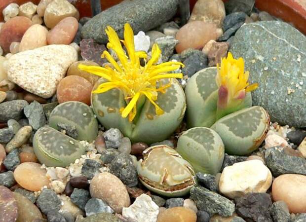 Литопс Холла (лат. Lithops hallii)