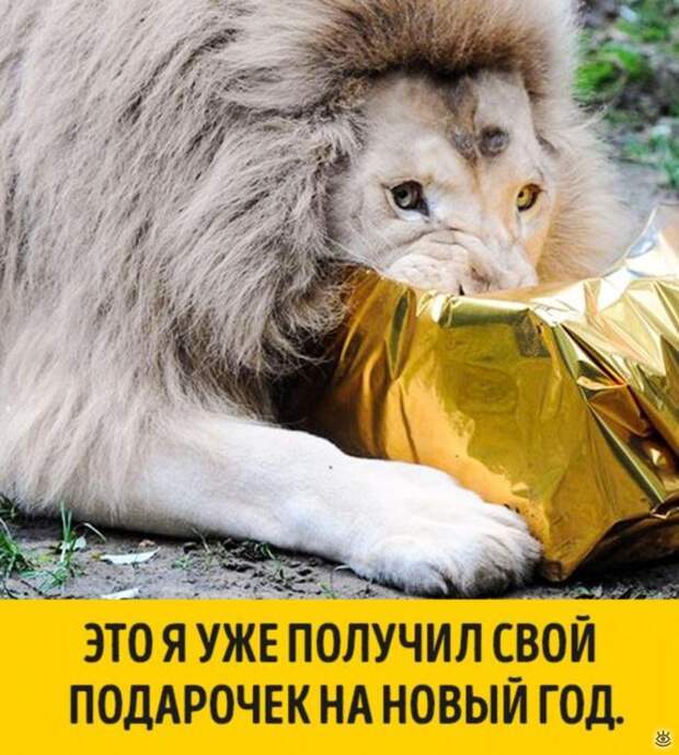 Животные, готовые к Новому году 5