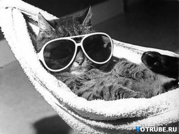 20 котов, которые умеют правильно расслабляться Выпуск 461 (20 фото)