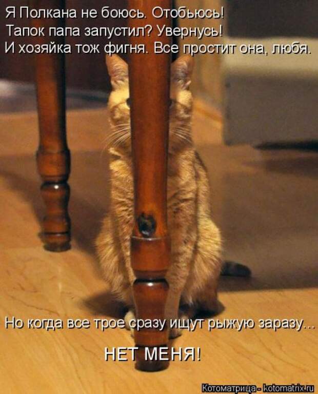 Новая котоматрица на Бугаге (33 фото)