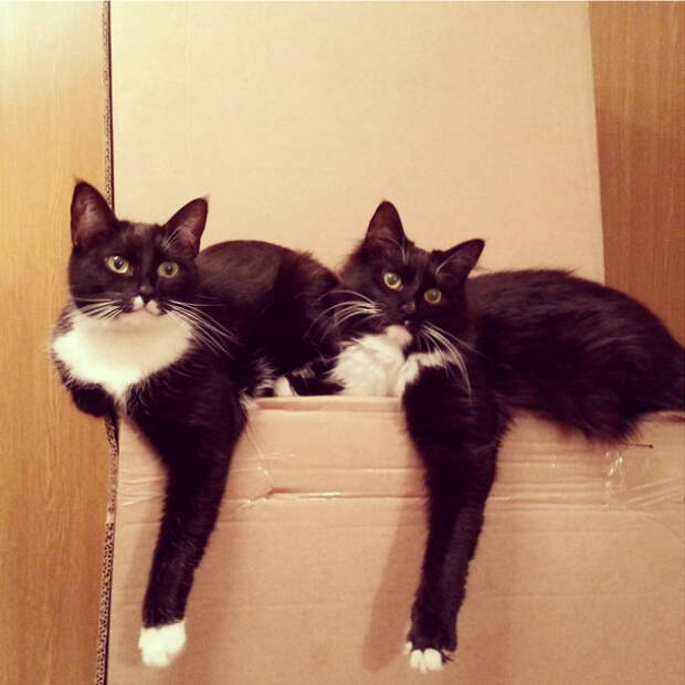 зеркальные коты повторюхи (9)