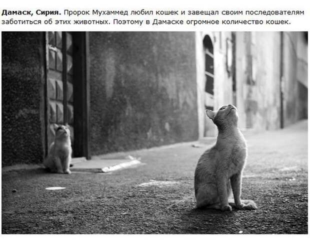 Города котиков (28 фото)